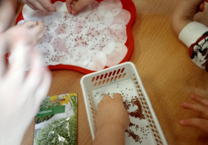 Dzieci sieją rzeżuchę na tacy wyłożonej płatkami kosmetycznymi.