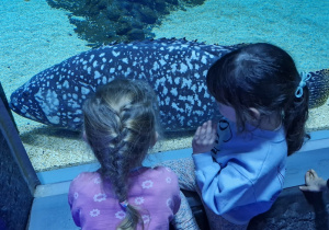 Dziewczynki przez szybę patrzą na dużą rybę.