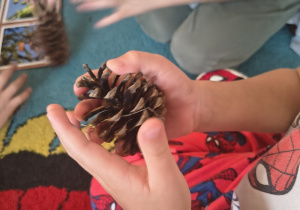 Dziecko trzyma w ręce szyszkę.