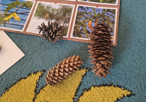 Dzieci dopasowują szyszki do drzew przedstawionych na obrazkach.