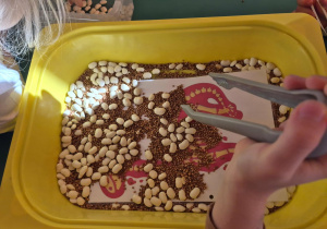 Dziecko za pomocą szczypiec podczas segregacji fasoli od Kaszy gryczanej odkrywa ukryty pod spodem szkielet dinozaura.