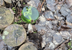 Dinozaur ukryty w grządce.