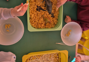 Dzieci za pomocą szczypiec odkrywają zakopane w makaronie dinozaury.