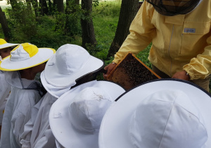 Pszczelarz demonstruje dzieciom jak wygląda plaster miodu z pszczołami.
