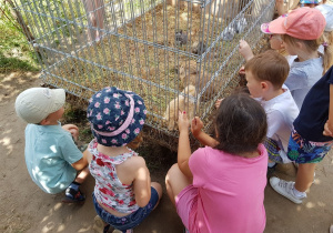 Dzieci oglądają króliki znajdujące się w klatce.