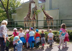 Dzieci oglądają żyrafy.
