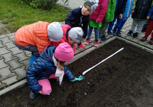 Dzieci zakopują łopatkami nasionka.
