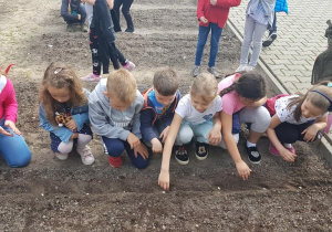Dzieci zakładają hodowlę fasoli.