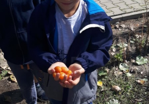 Chłopiec prezentuje zerwane pomidory.