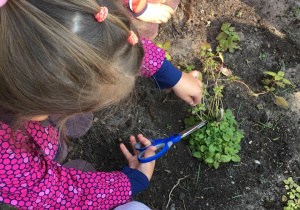 Dziewczynka ścina zioła rosnące na grządce.