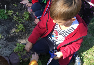 Dzieci zbierają warzywa.