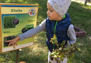 Chłopiec pokazuje na tabliczce informacyjnej jakie zioła zebrał.
