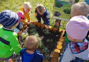 Dzieci podziwiają zioła rosnące na grządce.