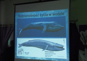 Ekran na którym wyświetla się obrazek wieloryba.