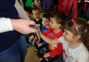 Dzieci siedzą na ławeczce i dotykają węża trzymanego przez osobę dorosłą.