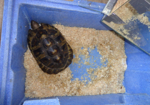 Żółw umieszczony w niebieskim pojemniku.