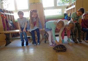 Dzieci dotykają idącego po podłodze żółwia.