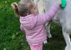 Dziewczynka czesze alpakę.