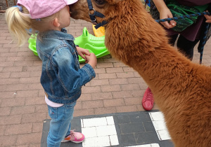 Brązowa alpaka daje buziaka dziewczynce.