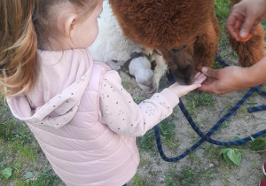 Dziewczynka karmi alpakę.