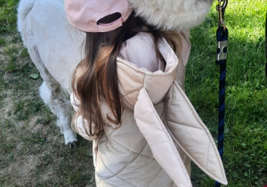 Dziewczynka przytula białą alpakę.