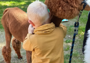Chłopiec przytula brązową alpakę.