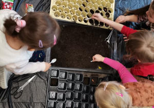 Dzieci przygotowują doniczki do wysiewu roślin, wsypują do nich ziemię.