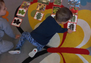 Chłopiec układa obrazki związane z równymi gatunkami drzew.