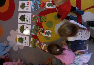 Dziewczynka układa obrazki związane z równymi gatunkami drzew.