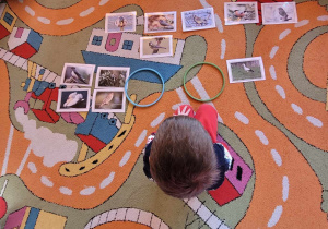 Chłopiec siedzi na dywanie przed zdjęciami ptaków - zastanawia się, które z ptaków na ilustracji zostają w Polsce na zimę, a które odlatują do ciepłych krajów.