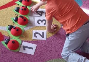 Chłopiec dopasowuje cyfrę do biedronki z odpowiednią ilością kropek.