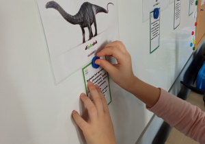 Dziecko przyczepia magnesem kartę z ciekawostką na temat dinozaura pod odpowiednią ilustracją.